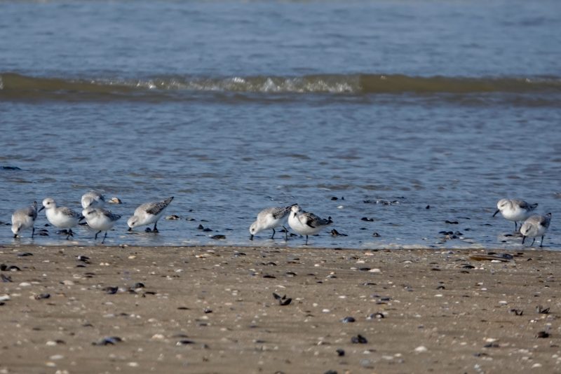 Bécasseaux sanderlings